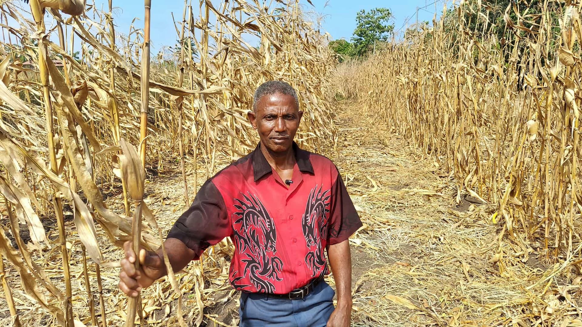 Olavo Moreno maior produtor de milho na roça Canavial- São Tomé e Príncipe, almeja aumentar produção caso consiga mais meios