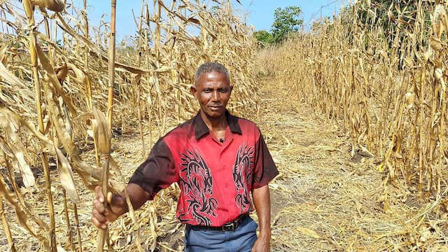 Olavo Moreno maior produtor de milho na roça Canavial- São Tomé e Príncipe, almeja aumentar produção caso consiga mais meios
